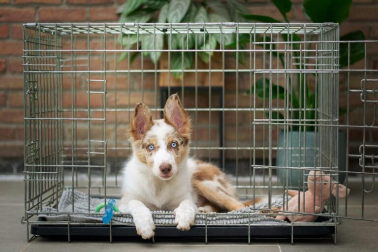 aanbieding bench hond
