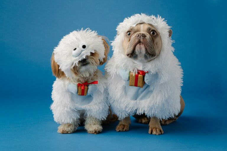 aanbieding carnaval outfit hond