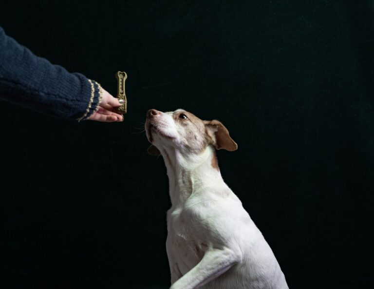 aanbieding clicker training hond