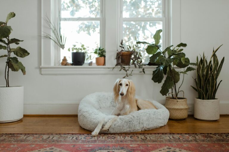 aanbieding donutmand hond