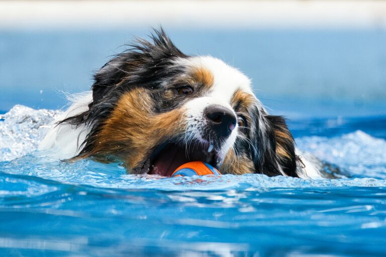 aanbieding drijvend speelgoed hond
