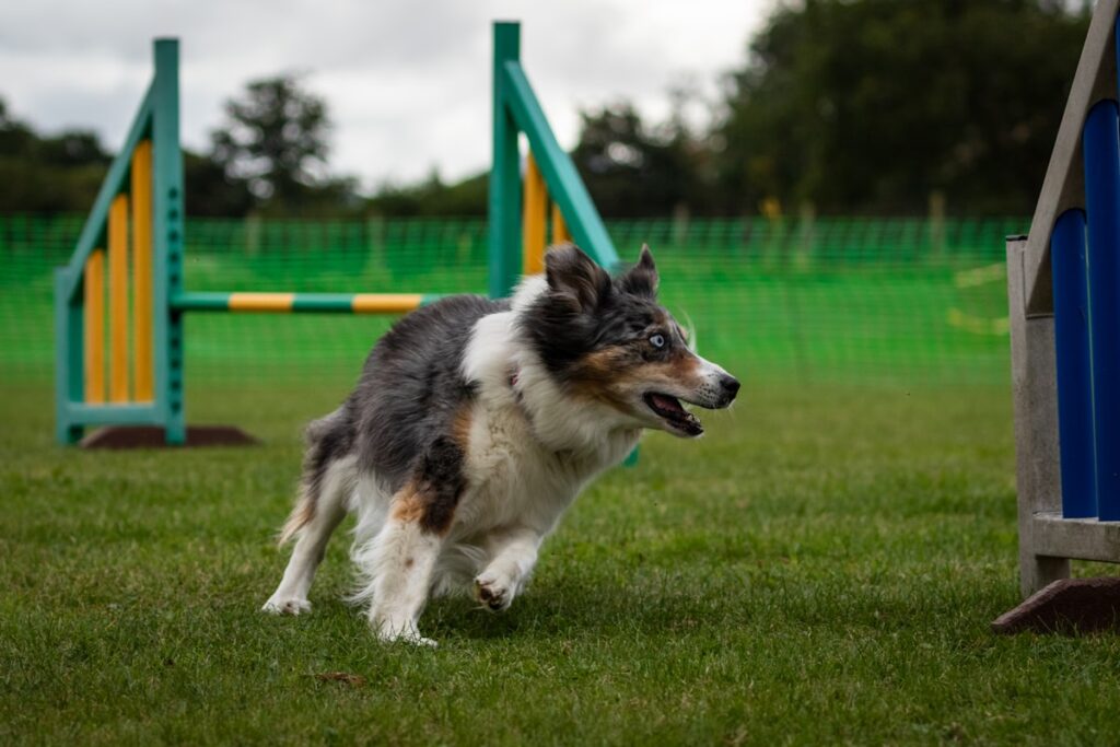 aanbieding agility set hond