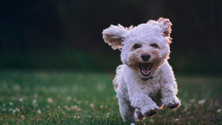 aanbieding apporteerspeelgoed hond