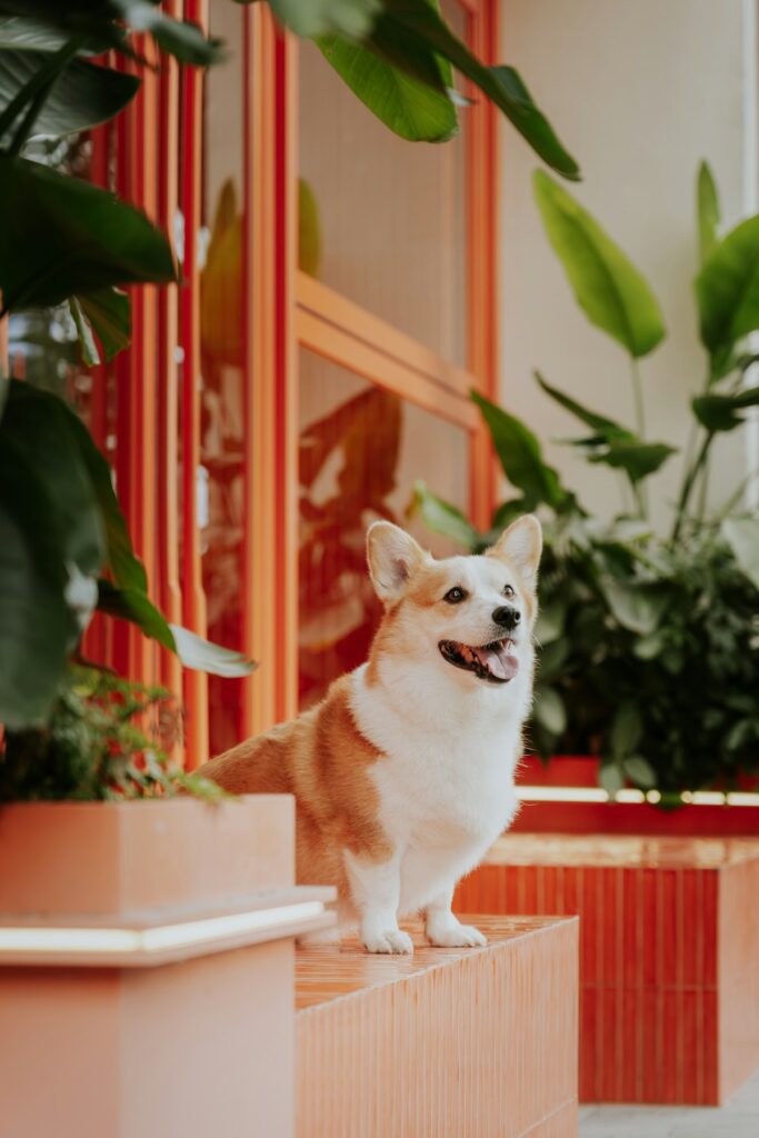 aanbieding balkonnet hond