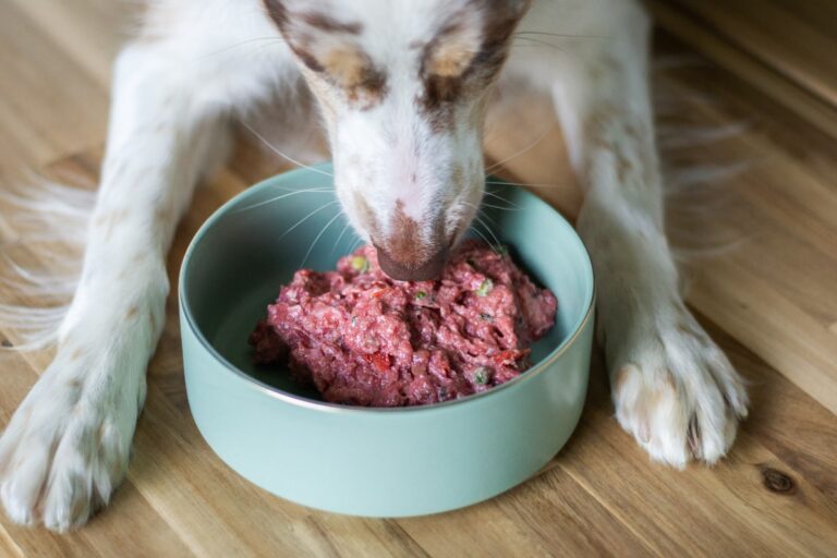 aanbieding barf hond