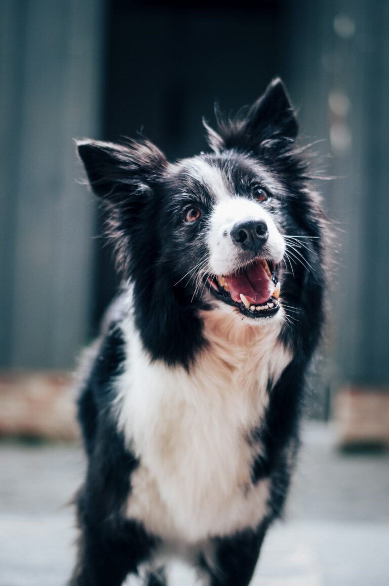 wat zijn de 5 basisbehoeften van een hond