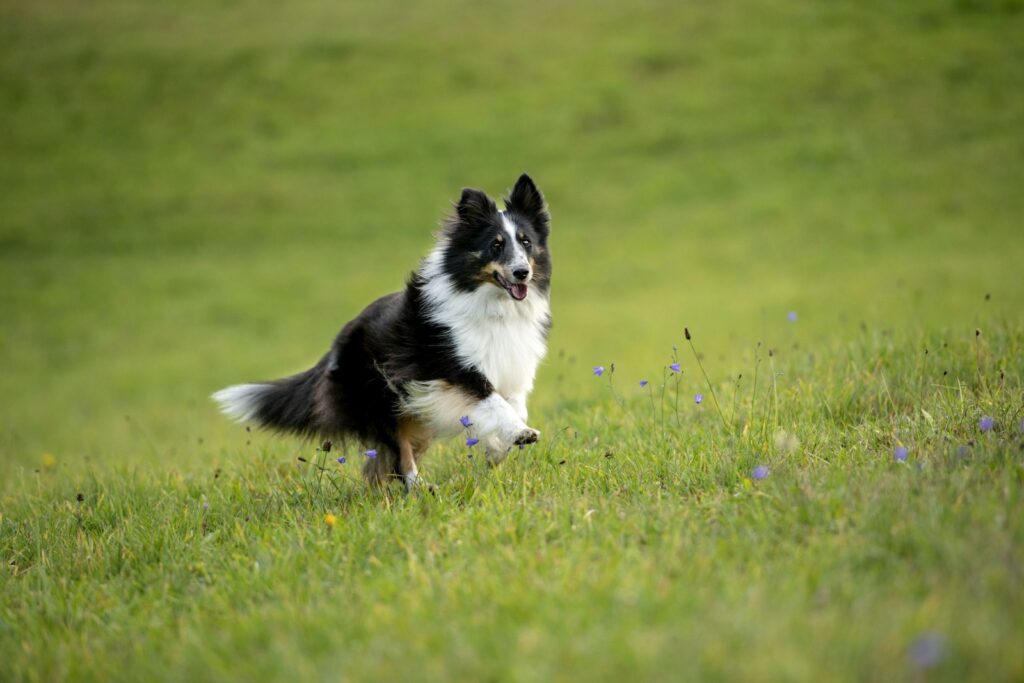 hoog IQ hond border collie