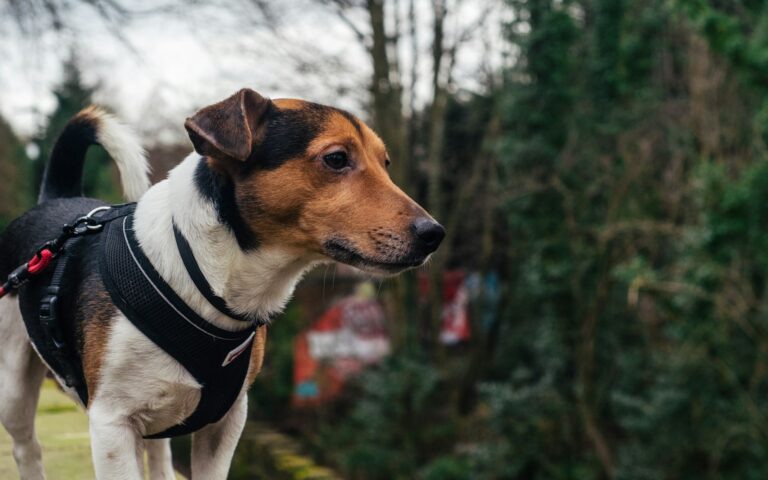 borsttuig hond aanbieding