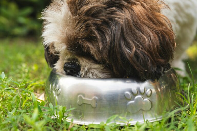 Is broodbeleg geschikt voor honden