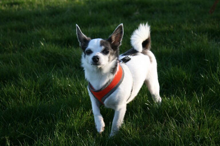 harnas chihuahua