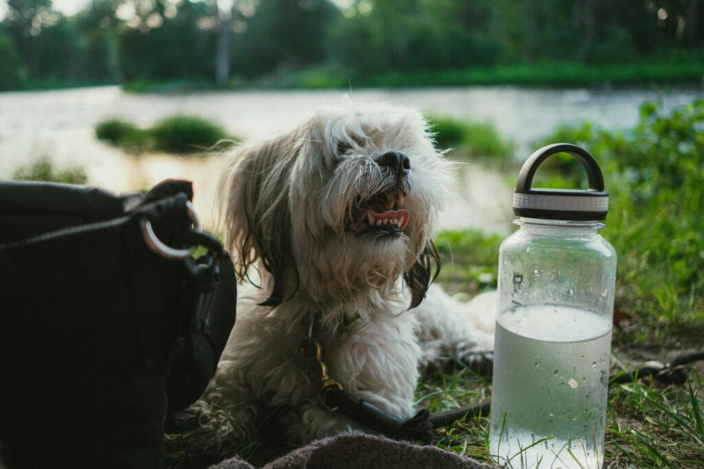 drinkfles hond wandelen
