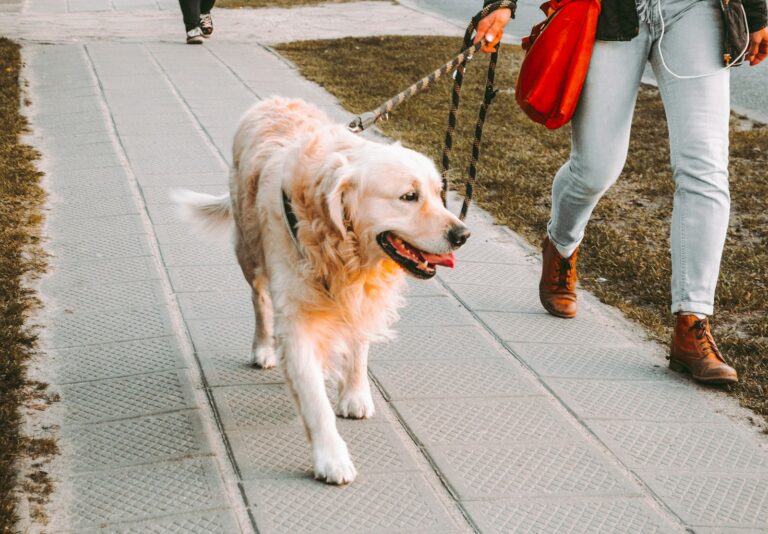 aanbieding drinkfles hond wandelen