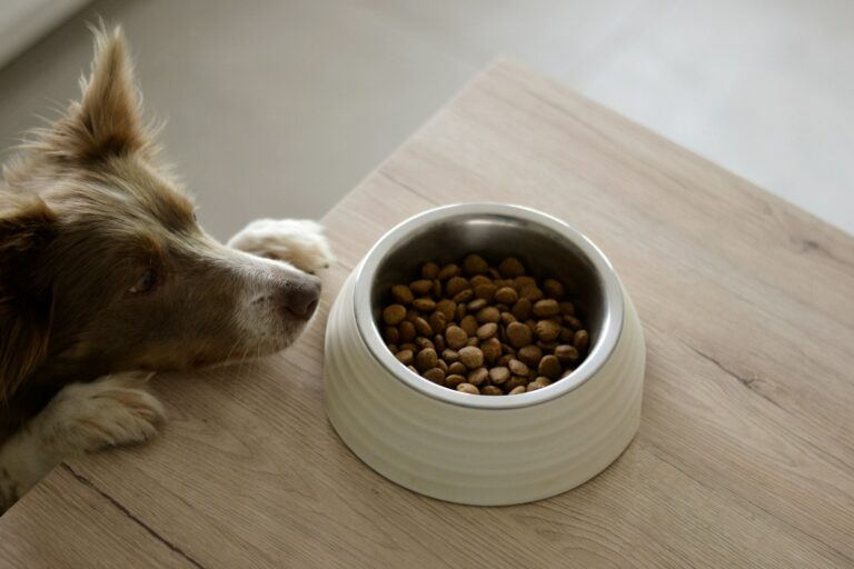 droogvoer vs natvoer hond