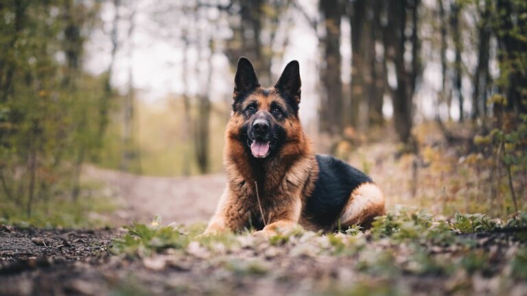 honden niet vriendelijk tegen mensen - Duitse Herder