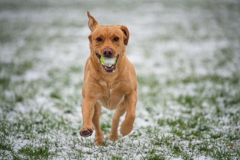aanbieding dummie hond training