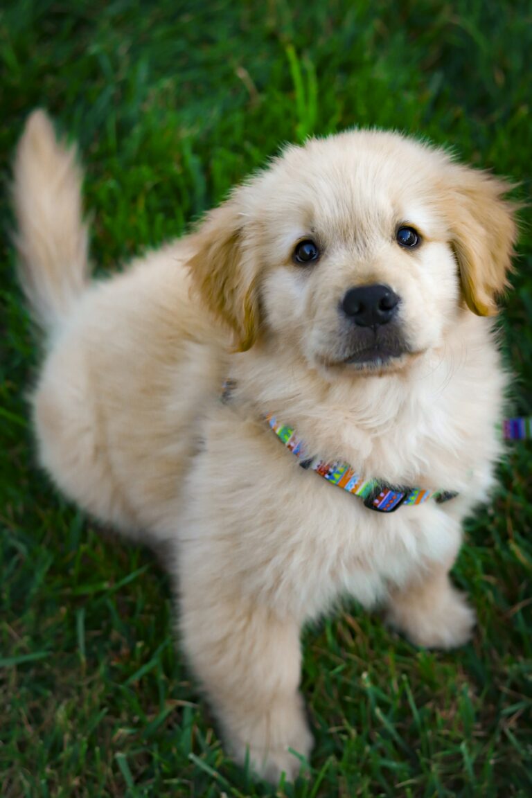 eerste hond aanschaffen
