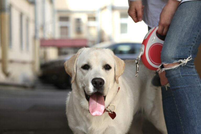 aanbieding flexi riem hond