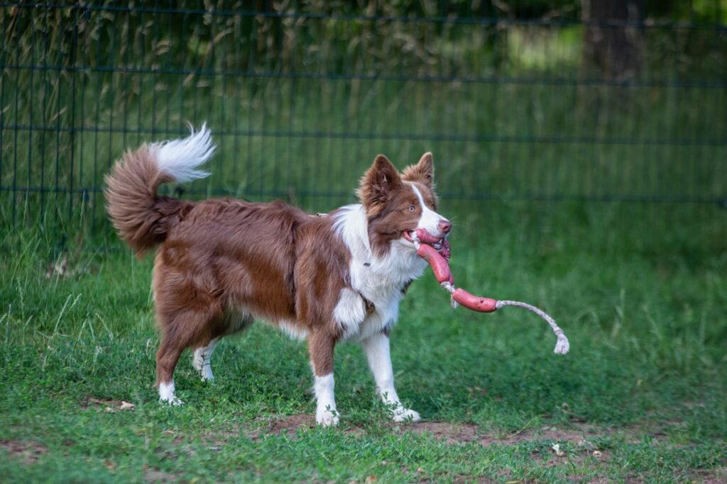 aanbieding flossing speelgoed hond
