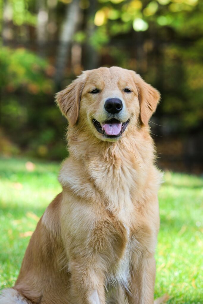 beste hondenmand golden retriever