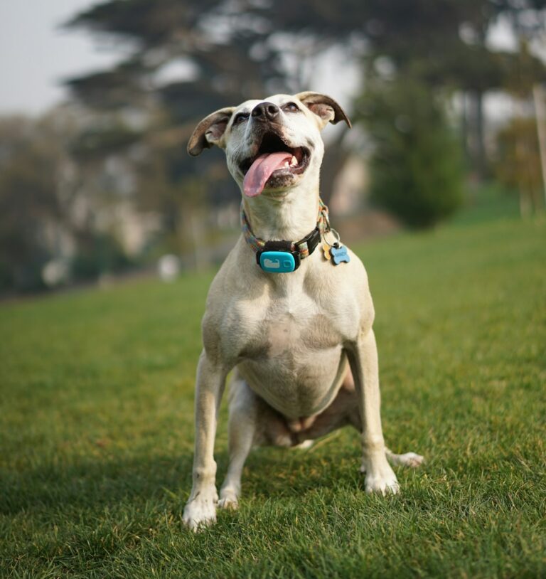 gps tracker hond vergelijken