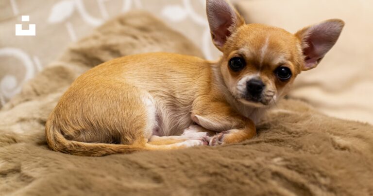 harnas chihuahua