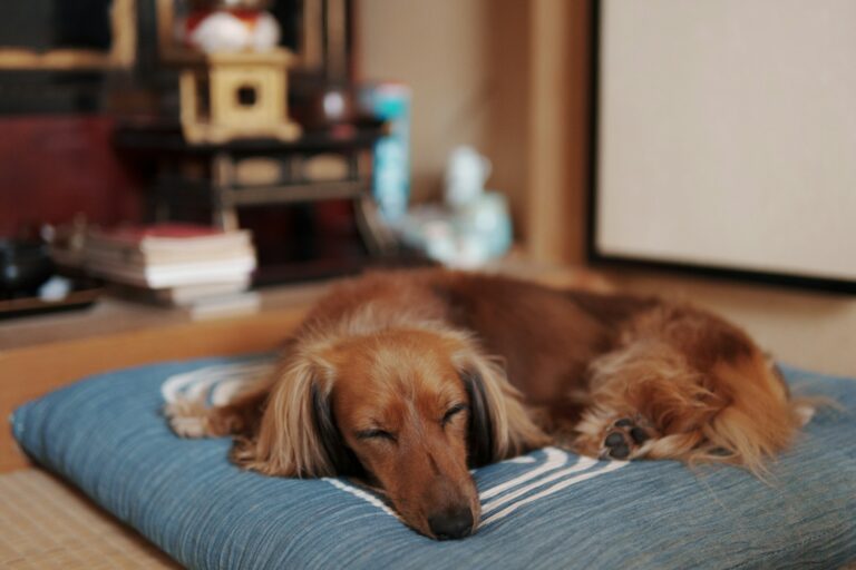 hoe snel slapen honden