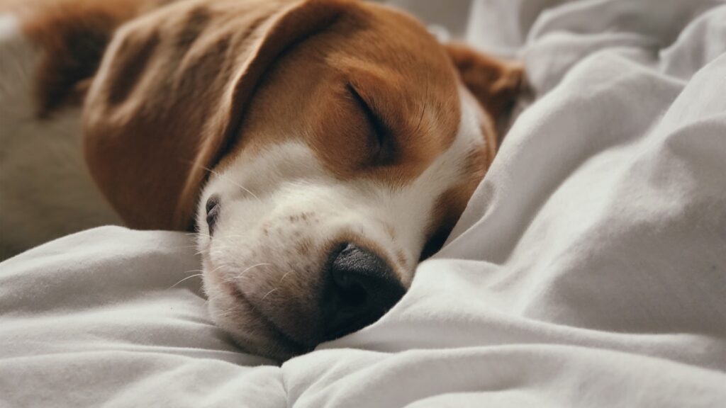 hoe weet mijn hond dat ik wakker ben