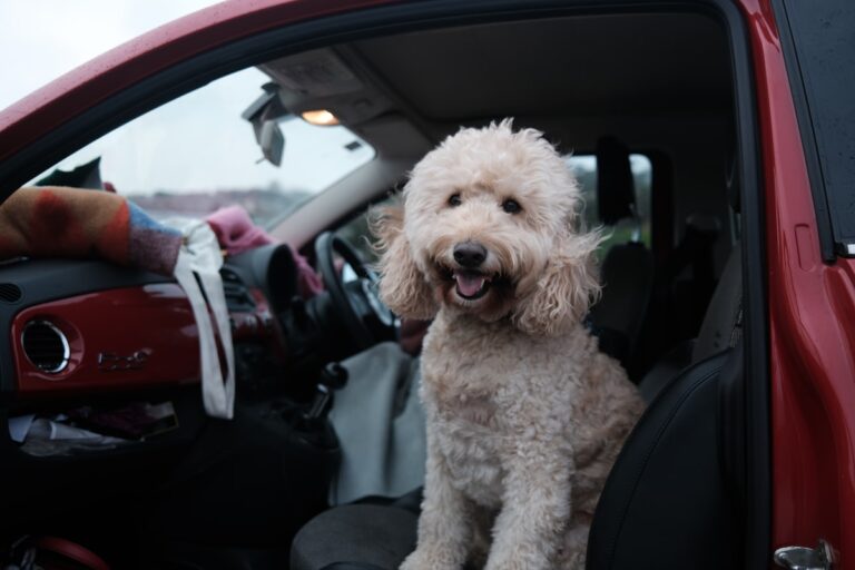 hond auto veiligheid