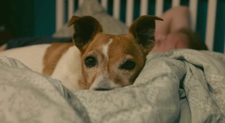 Hoe laat gaat je hond naar bed
