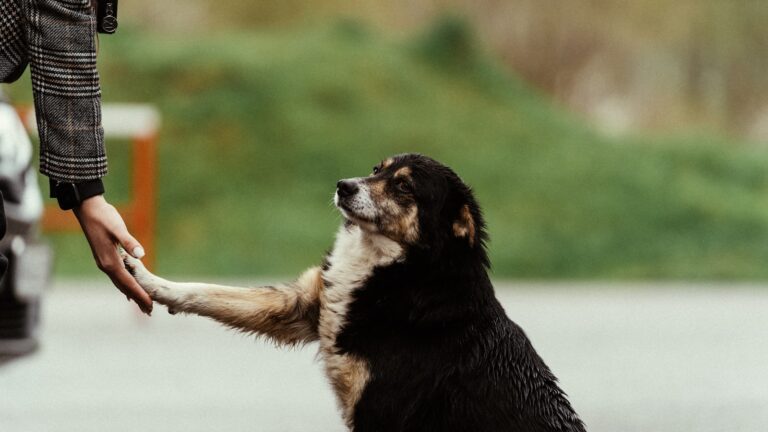 hond niet begroeten