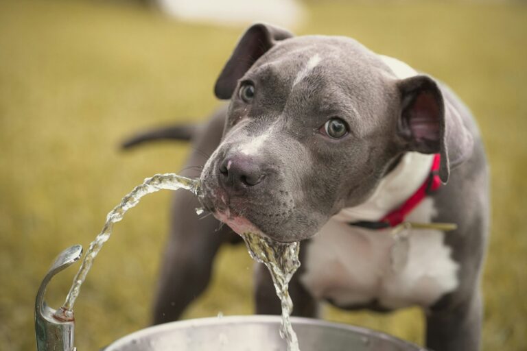 Kan een hond 1 dag zonder water