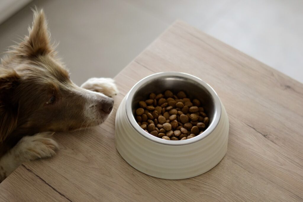 Hond eet voeding uit een kom – gevaarlijke voeding voor honden vermijden