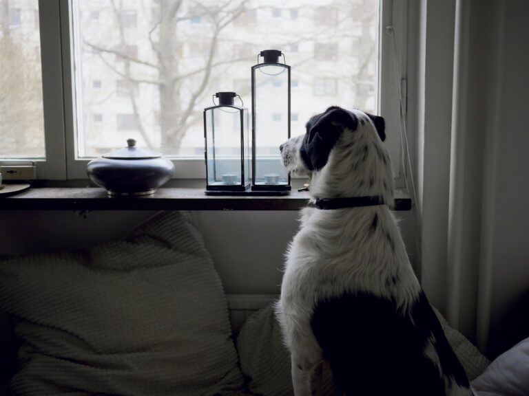 kan je een hond nemen als je fulltime werkt
