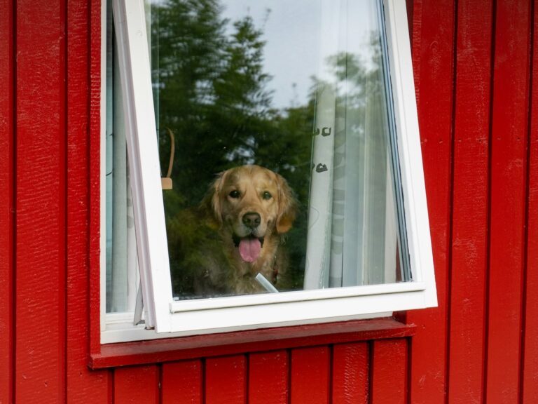 Hoe lang duurt 10 minuten voor een hond