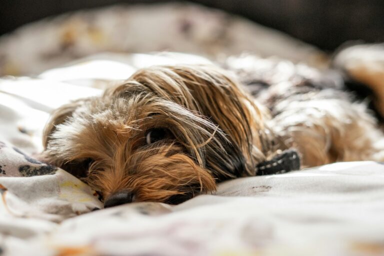 Heeft een hond het koud 's nachts