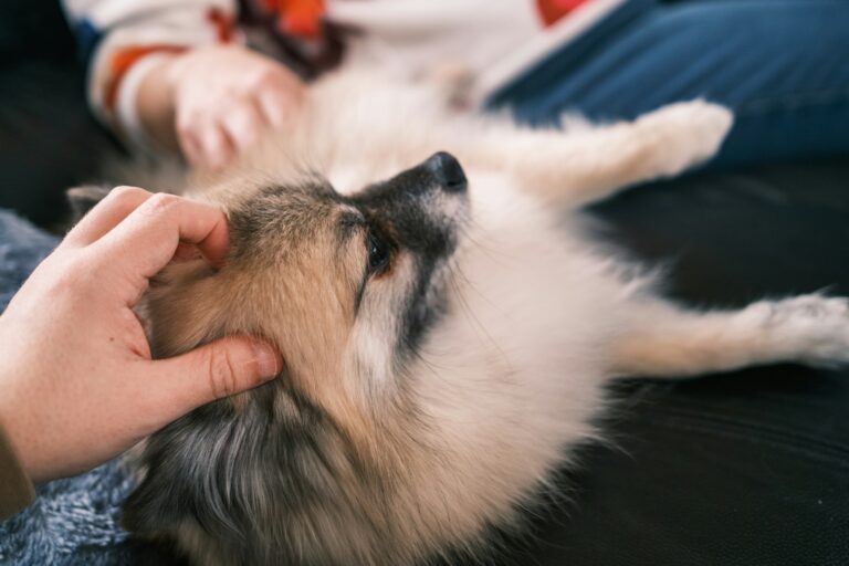 wat betekent het als een hond naast je komt liggen