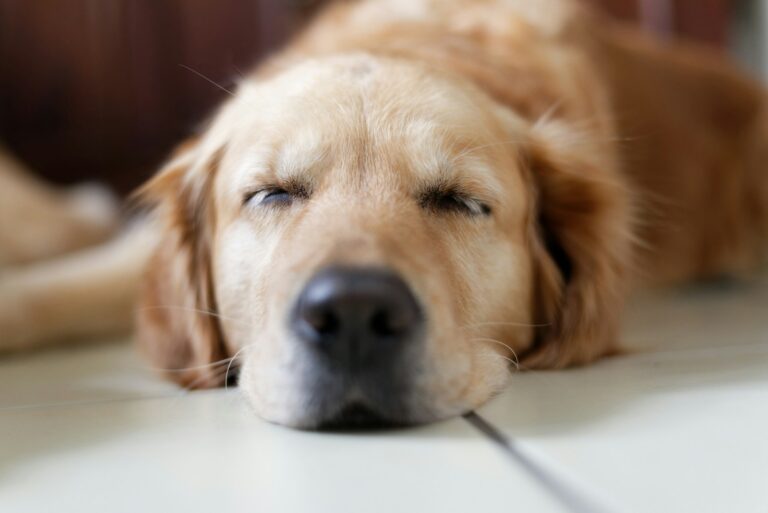 Hoe lang slaapt een hond 's nachts?