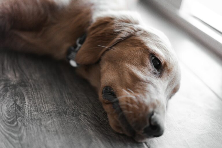 Hoe zeggen honden dat het hen spijt