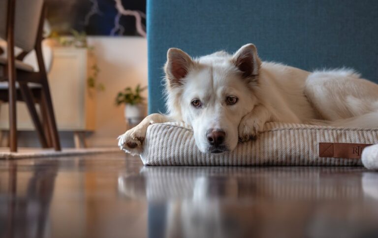Wat te doen met een hond als je gaat werken