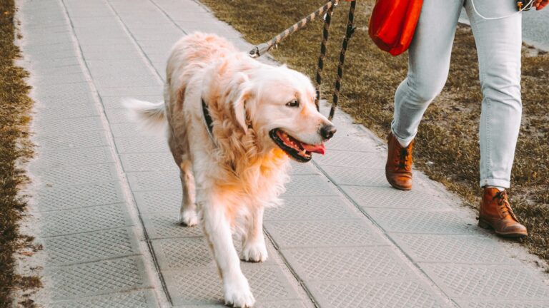 hoe vaak moet een hond per dag naar buiten