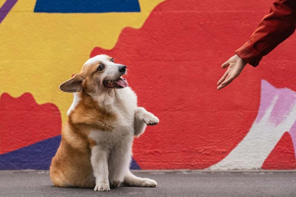 hoe zeggen honden hallo tegen mensen