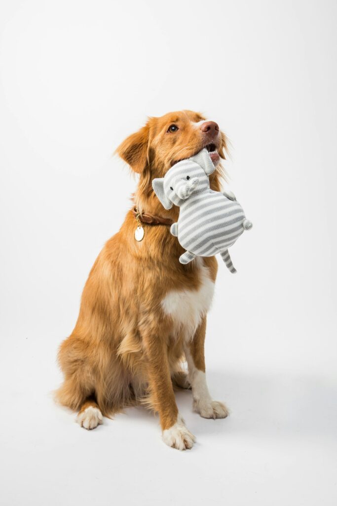 hond zindelijk maken tips