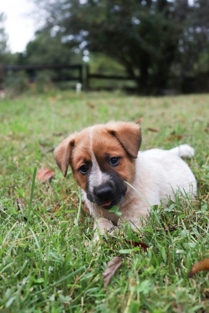 hondenvoer puppy hoeveel