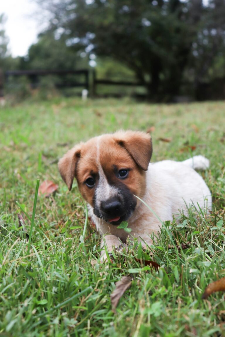 hondenvoer puppy hoeveel