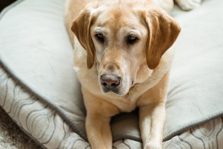 beste hondenmand labrador