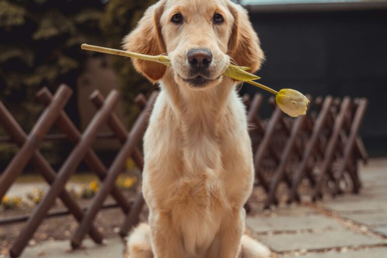 moeilijkste leeftijd van een hond