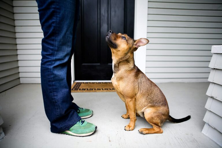 redenen om geen hond te nemen