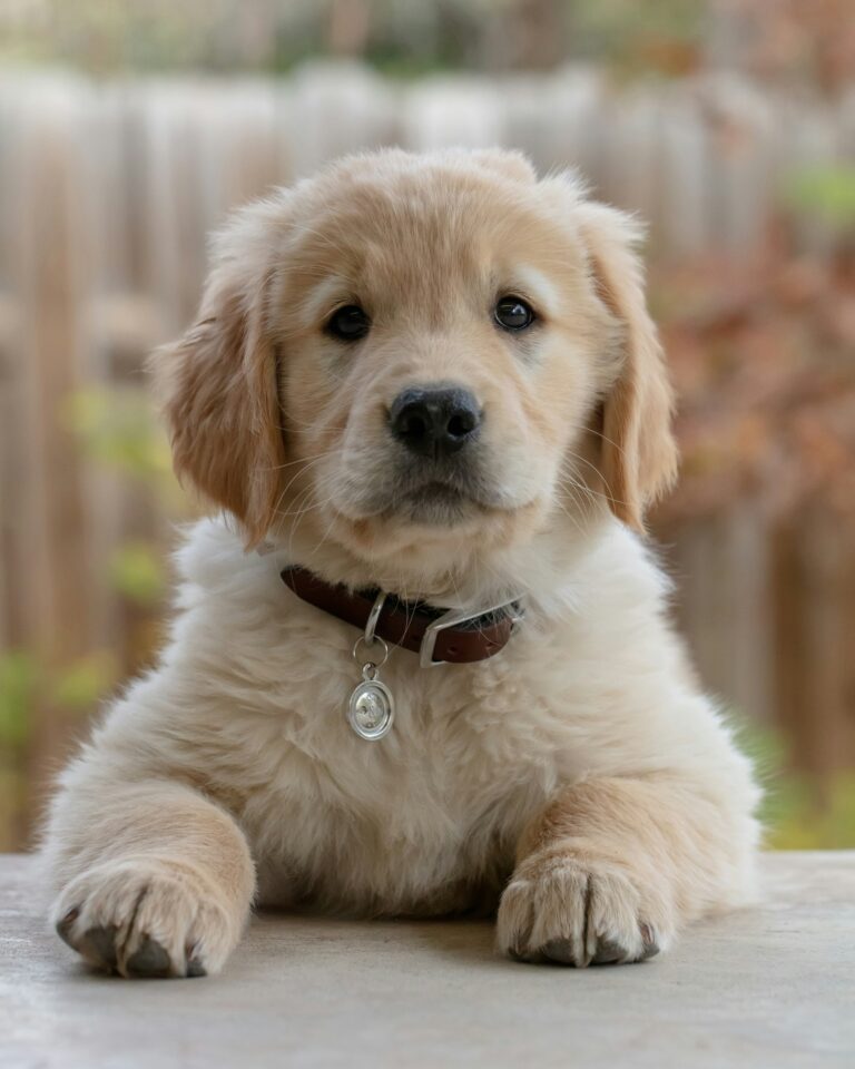 Golden retriever puppy zit op de grond en kijkt in de camera