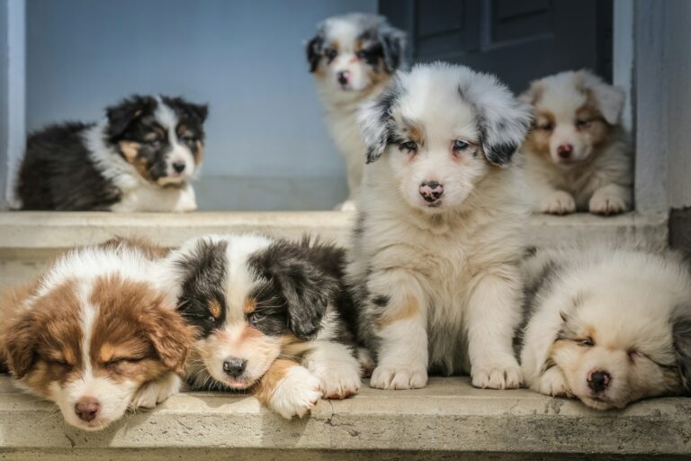 7 7 7 regel honden