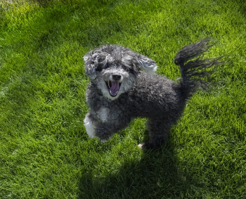 beste snuffelmat hond